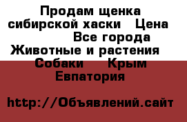 Продам щенка сибирской хаски › Цена ­ 8 000 - Все города Животные и растения » Собаки   . Крым,Евпатория